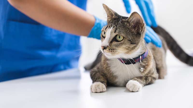 A cat being examined for wellness